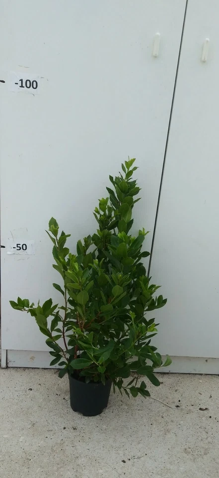 PIANTA DI CORBEZZOLO ARBUTUS UNEDO IN VASO18 cm (foto reale) ALTEZZA 40/50 CM