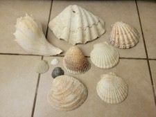 Lot Of 10 Decorative Seashells Variety Of Shapes Sizes Nautical Beach