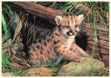 Mountain Lion Cub Vintage Continental Postcard Unposted