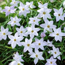 Ipheion Wisley Blue Spring Bulbs - UK Hardy Starflower Flowering
