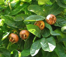 Showy Medlar, Mespilus germanica, Tree Seeds (Edible, Fall Color, Hardy)