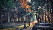 Landscape nature trees forest leaves fall plants path Custom Gaming Mat Desk
