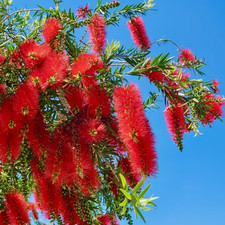 Callistemon Citrinus Red Cluster- XXL Large 3Lt Pot Evergreen Flowering