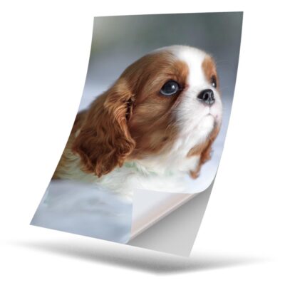 1 x Vinyl Sticker A4 - Cavalier Charles Spaniel Puppy Dog #12505 | eBay UK