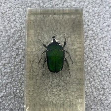 Real Insect Specimen Bugs in Resin Collection Beetle in Resin Paperweights