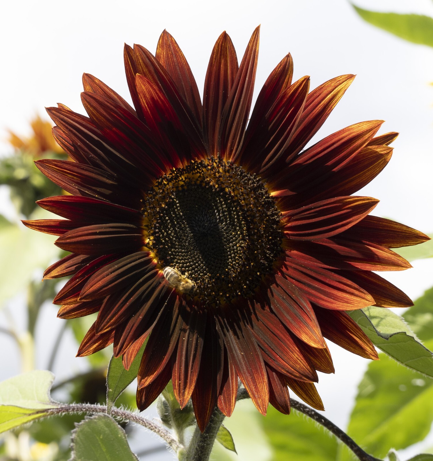 Sunflower Seeds - Huge Selection of Varieties