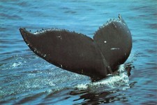 Humpback Whale Tail New England Aquarium Boston MA Postcard Unposted