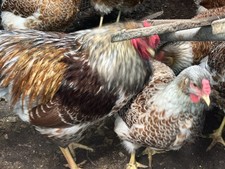 Half Dozen 6Splash/Blue Laced Red Wyandotte fresh hatching eggs gathered daily.