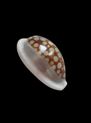 SHELL SHELL CYPRAEA CRIBRARULA COMMA FRANCISCO mm.20 MADAGASCAR