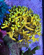 Live Anacropora SPS Coral Frag - RRC Goldenrod (Reef Tank Aquarium)