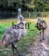 (Presale) Emu Hatching Egg Chance For Standard Or Blonde Please Read Description