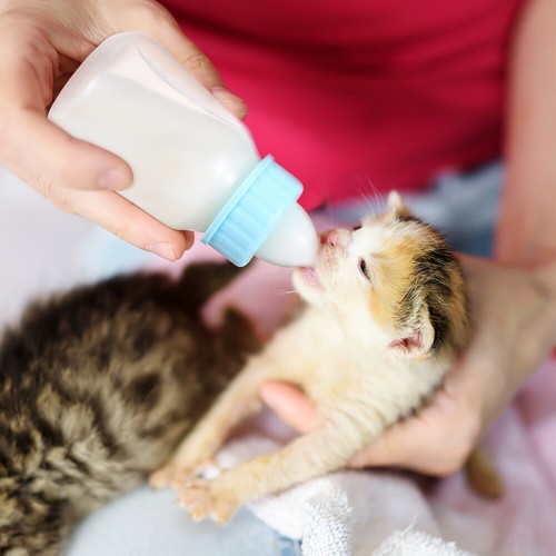 Set 2 biberon per animali domestici piccoli allattamento gattino asilo cucciolo allattamento - Foto 6 di 12