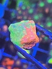 Graphed Montipora - Coral - Frag - salt water - Reef tank - WYSIWYG