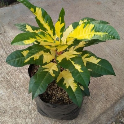 Croton Koi Codiaeum Variegatum   Exotic Variegated Indoor Plant