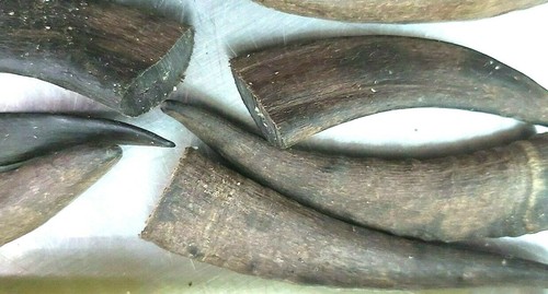 10 GOAT HORNS with Marrow 100 - 150mm Dog Treat FREE POSTAGE - Picture 2 of 7