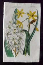 Good 1813 Hand Col Botanical. Star of Bethlehem, Jonquil Scented Narcissus 110