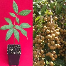 Longan Dimocarpus Dragon Eye Seedling Plant Tropical Fruit Tree