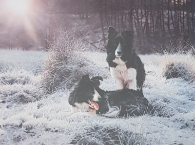 STEVEN CITIESEND signierter limitierter Druck ''Daybreak'' Collies auf frostigem Gras.