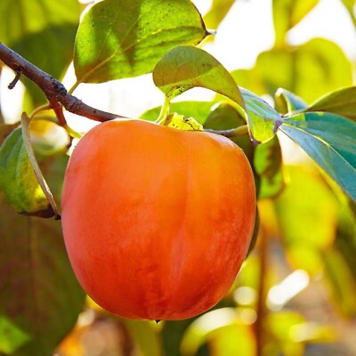 Hachiya JAPANESE PERSIMMON FRUIT TREE | eBay