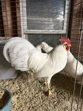 8+ EXHIBITION -Top Lines White Leghorn Bantam Hatching Eggs.APA MASTER EXHIBITOR