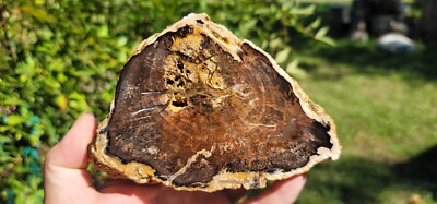 Tropical hardwood Mcmullen County Texas Polished End Cut Limb Branch