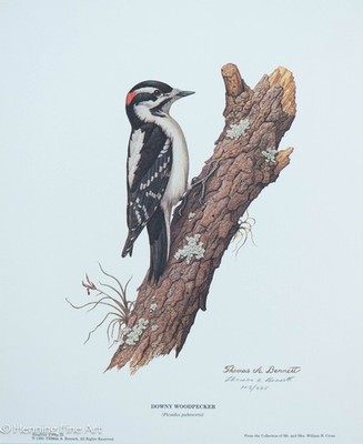 Lovely Thomas Bennett Signed Lithograph Song Bird Series Downy Woodpecker 7