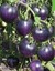 Indexbild 1 - Tomaten Bleve p20 Samen blau Tomate Bio Ukraine 20 Samen D Landwirts Traum