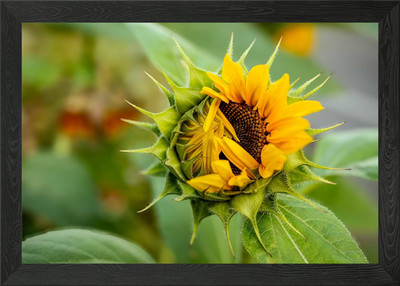 Gerahmtes Wandbild Sonnenblume Knospen Poster Leinwanddruck Bild