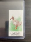 2009 Topps Allen And Ginter Extinct Creatures Dodo Bird EA2