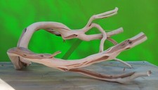 Manzanita Driftwood Double Trunk With Twisty Branches