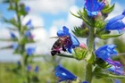 Echium vulgare seёds, 1000 Echium vulgare L. seёds, Vipers bugloss, heirloom-394