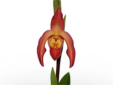 Phragmipedium Vittabess Orange Red Yellow Orchid Hybrid Tall Spikes 4” Pot