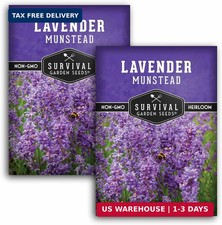 Munstead English Lavender Seeds for Planting - Compact Dwarf Hardy Perennial Her