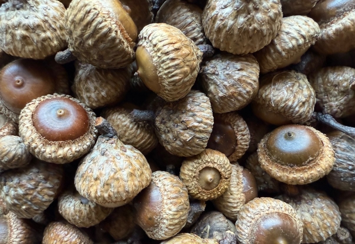 60 SCARLET OAK ACORNS for Seeds or Crafts Fresh 2025 From PA FREE SHIPPING