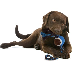 dog play rope