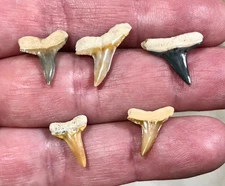 COLORFUL & ABSOLUTELY GORGEOUS - B. VALLEY - LEMON SHARKTOOTH FOSSILS