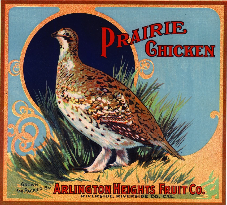 Riverside Prairie Chicken #1 Orange Citrus Fruit Crate Label Art Print