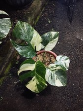 Monstera Jungle Mint Variegated Real Picture Free Phitosanytari