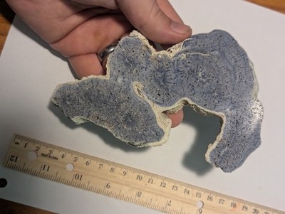 Big Blue Fossil Coral Slab Slice Display Specimen