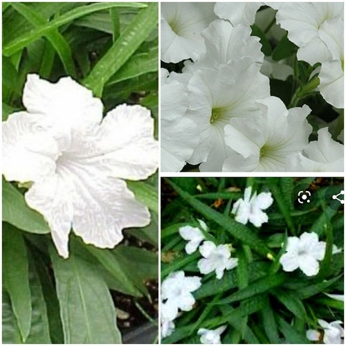 MEXICAN PETUNIA 10 Fresh Cuttings, Attracts Butterflies and