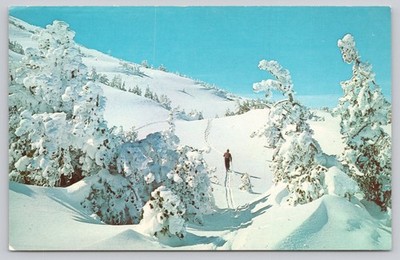 Vintage Sierra Nevada Mountains Skiing Postcard Royal Pictures California