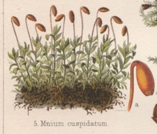 MOSS ORIGINAL 1906  Bryophyta Antique Victorian Era Scientific Plants  Print