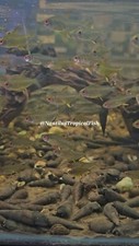 BEAUTIFUL LEMON TETRA Hyphessobrycon pulchripinnis Affordable shipping