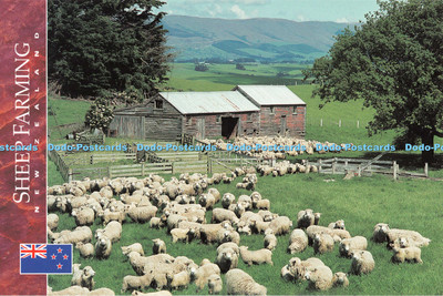 D133931 Einige von Neuseeland 60 Meilen plus Schafe schaffen diese gefällige pastorale sc