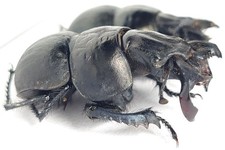 Geotrupidae for collectors | rare Dung Beetles