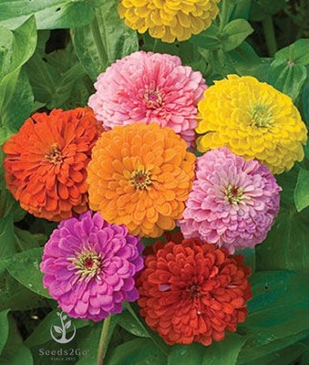 Zinnia - California Giant Mix - Orange,Pink,Purple,Red,Violet,White,Yellow 