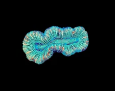 WYSIWYG Rainbow Wellsophyllia Small