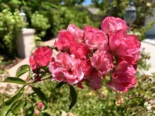 Rare Pink White Drift Rose, Groundcover - 15 Seeds 2024 - USA