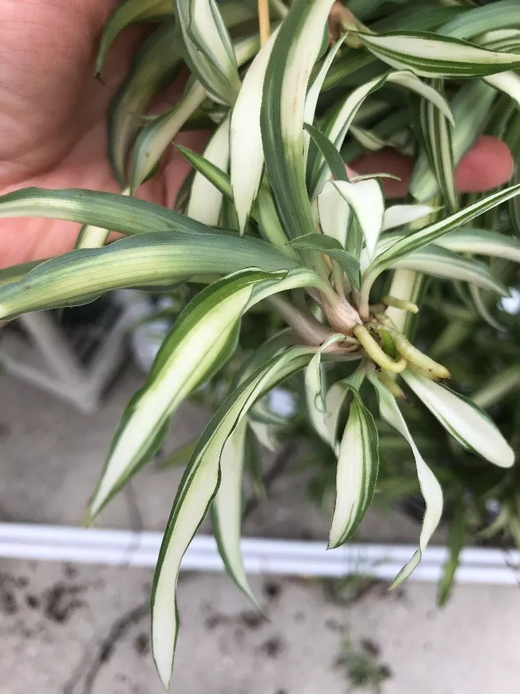 Chlorophytum comosum (Hawaiian Spider Plant)