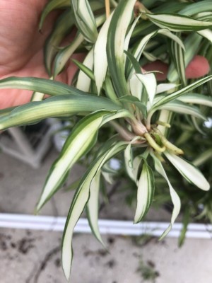 mother of millions succulent plant Mother of Millions main image 1